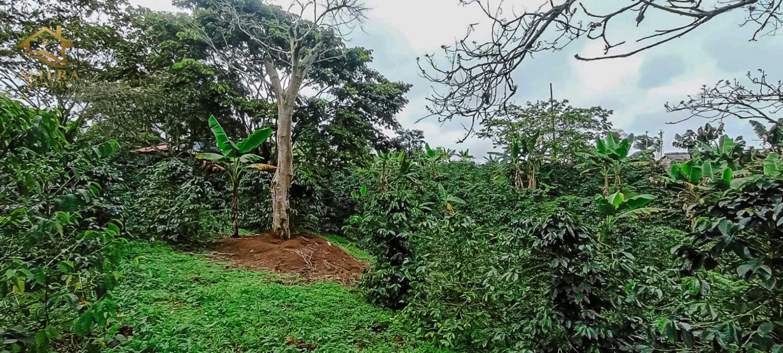 SE VENDE FINCA A 10 MIN DE CIRCASIA QUINDIO