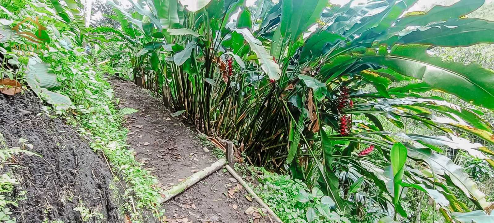 SE VENDE FINCA A 10 MIN DE CIRCASIA QUINDIO