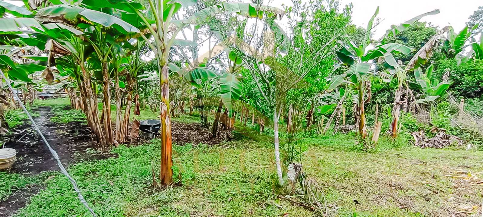 SE VENDE FINCA VIA CIRCASIA- MONTENEGRO