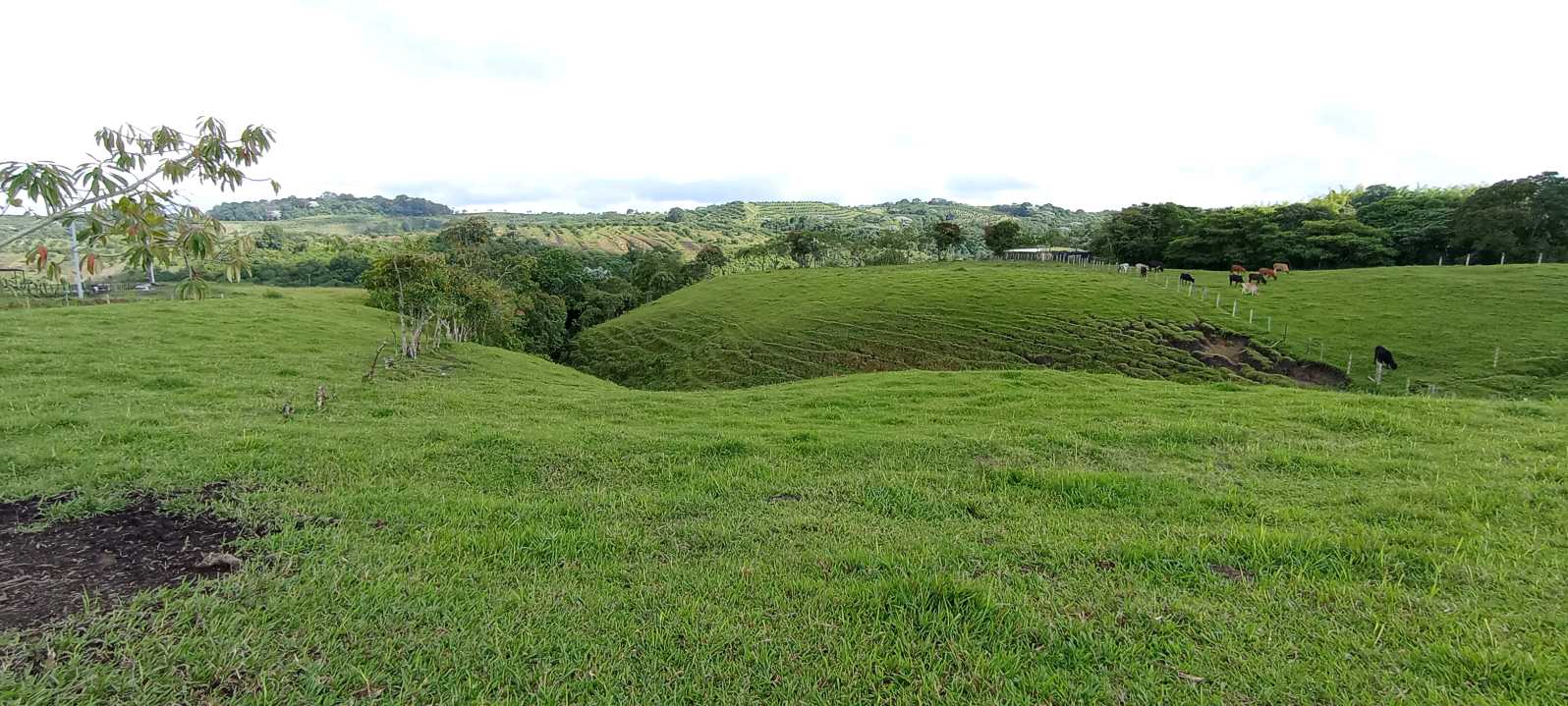 SE VENDE LOTE EN ZONA RESIDENCIAL CIRCASIA QUINDÍO