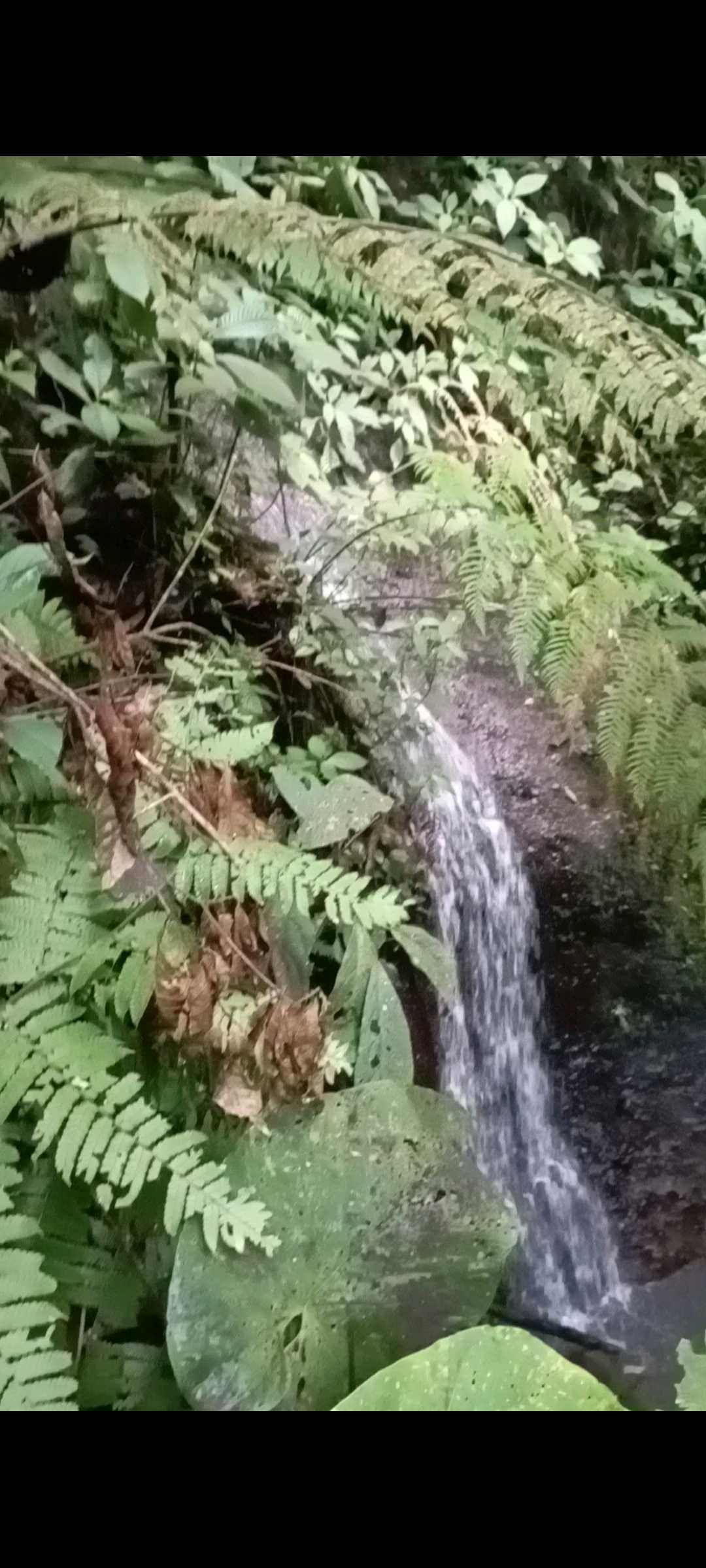 SE VENDE LOTE EN ZONA RESIDENCIAL CIRCASIA QUINDÍO
