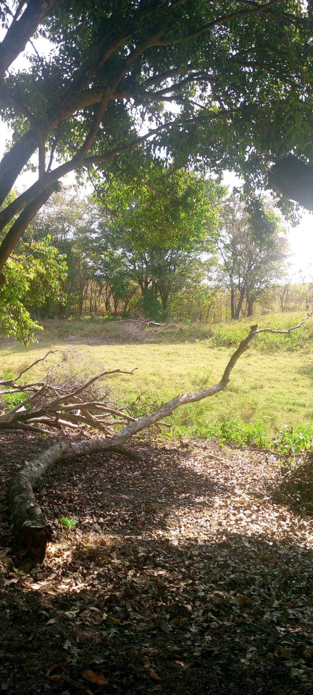 Terreno de 25 ha en venta Tinaquillo TU-9720485 - Foto 3
