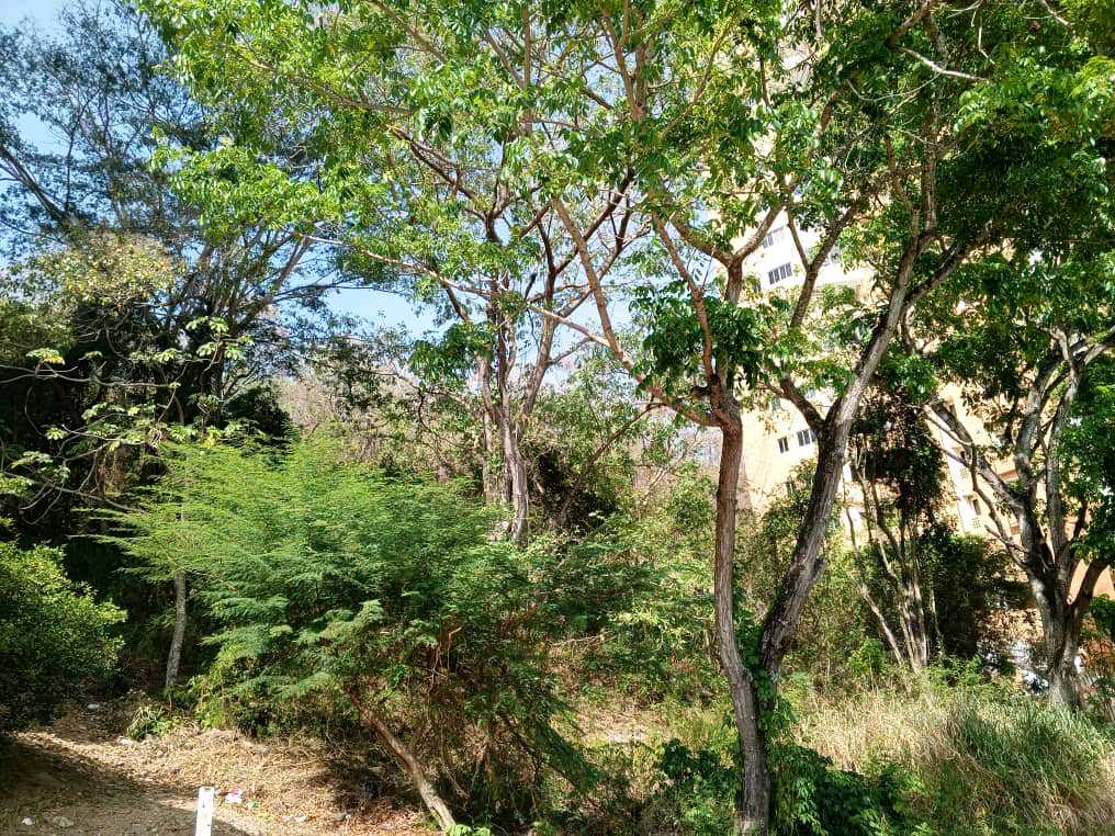 PARCELA EN VENTA EN EL PARRAL VALENCIA MVM-9538541 - Foto 4
