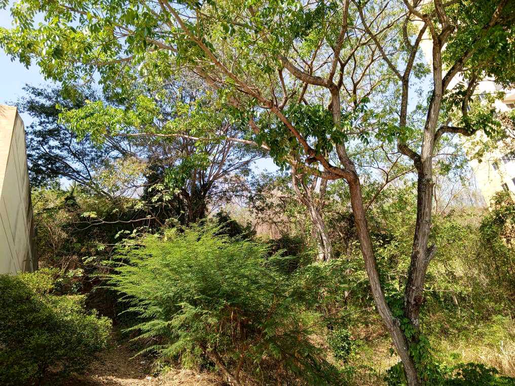 PARCELA EN VENTA EN EL PARRAL VALENCIA MVM-9538541 - Foto 6