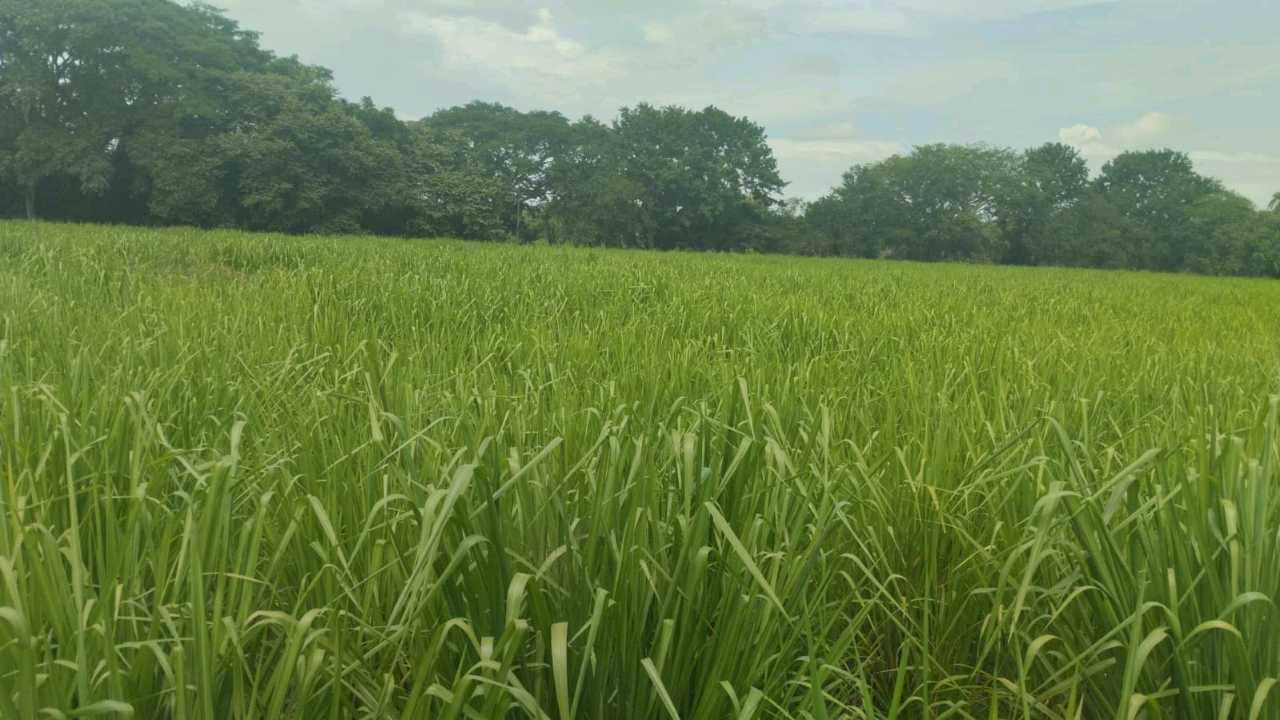 VENTA DE FINCA EN NATÁ PRECIO DE OPORTUNIDAD