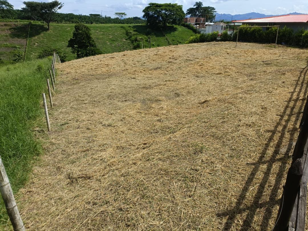 Venta lote vía Alcalá Cartago - principal