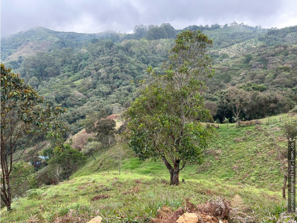 Venta de finca en Fredonia suroeste de Antioquia