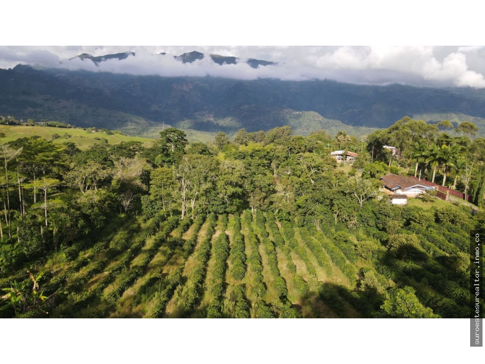 VENTA DE FINCA EN FREDONIA SUROESTE ANTIOQUEÑO