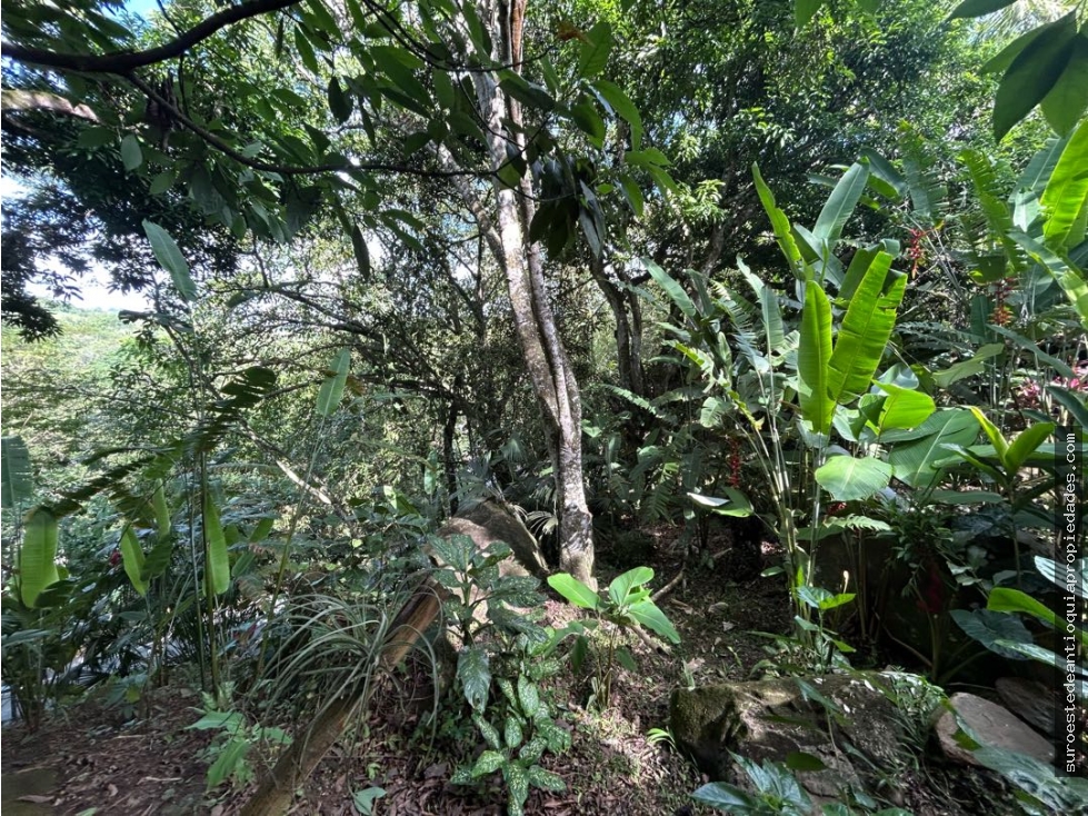 Venta de finca en tamesis suroeste de Antioquia