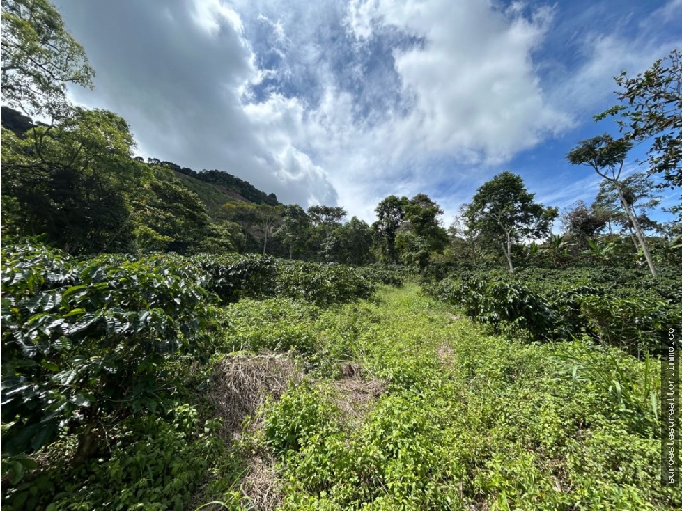 VENTA DE LOTE EN FREDONIA, SUROESTE ANTIOQUEÑO