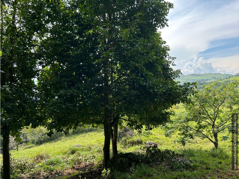VENTA DE LOTE EN VENECIA SUROESTE ANTIOQUEÑO