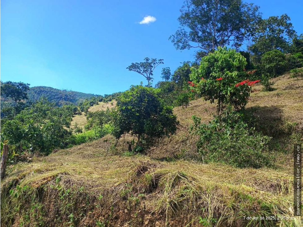 VENTA FINCA BETANIA SUROESTE ANTIOQUEÑO