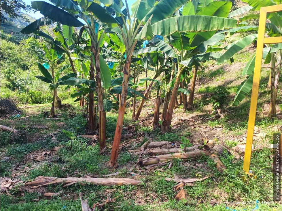 VENTA FINCA BETANIA SUROESTE ANTIOQUEÑO