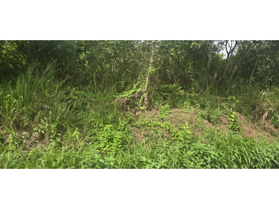 Se Vende Terreno de 28000M2 en el Coco de la Chorrera - 5