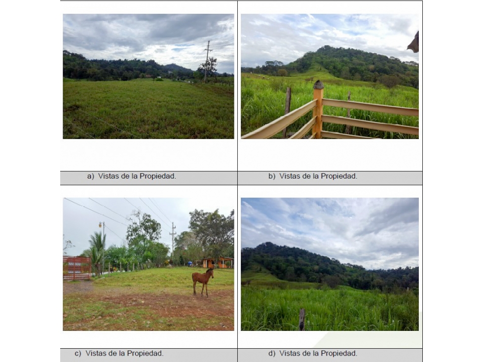 Se Vende Finca de 146 Hectáreas en Los Naranjos-David,Vía Panamericana — foto 5