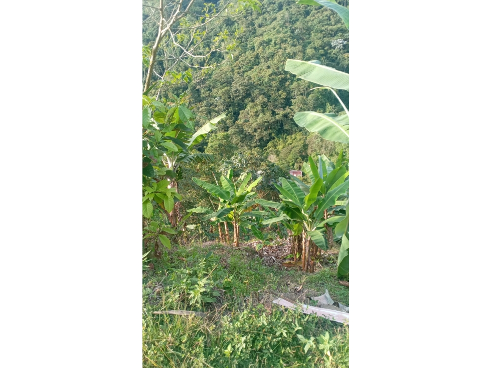 FINCA LOTE EN VENTA - SECTOR COMBIA ALTA, CERCA DE MINAS DEL SOCORRO — foto 3