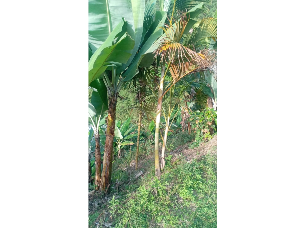 FINCA LOTE EN VENTA - SECTOR COMBIA ALTA, CERCA DE MINAS DEL SOCORRO — foto 4