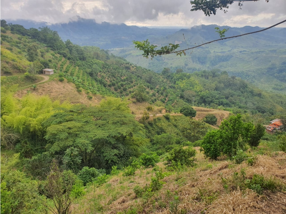 EN VENTA FINCA EN VEREDA PALMA LA VIRGINIA - 2