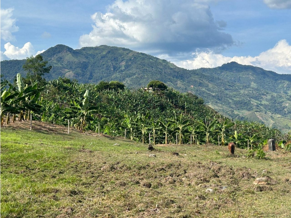 EN VENTA FINCA PRODUCTORA EN ANSERMA CALDAS - 2