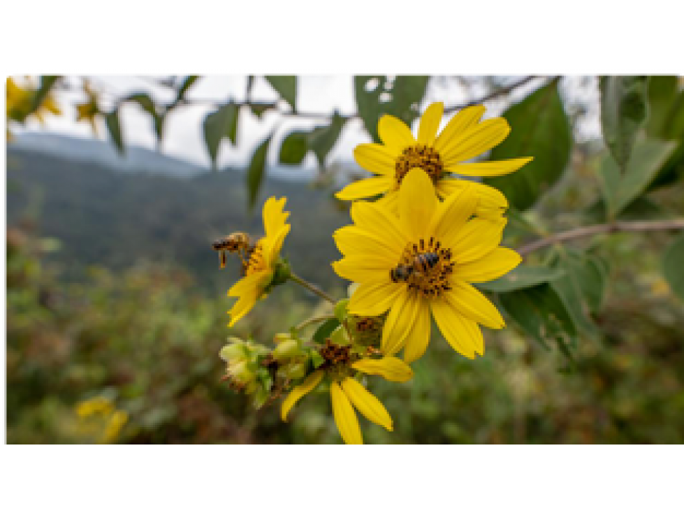 LOTES EN VENTA CORREGIMIENTO DE SANCRISTOBAL ANTIOQUIA — foto 5
