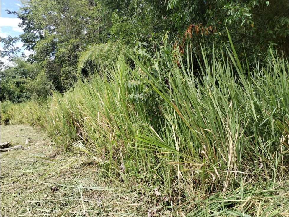 EN VENTA LOTE CAMPESTRE PAVAS CERRITOS PEREIRA — foto 2