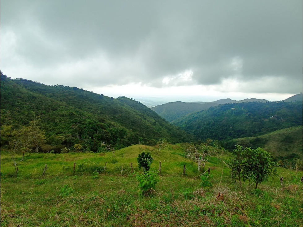 EN VENTA FINCA DE 35 HECTÁREAS EN ROLDANILLO VALLE - 2