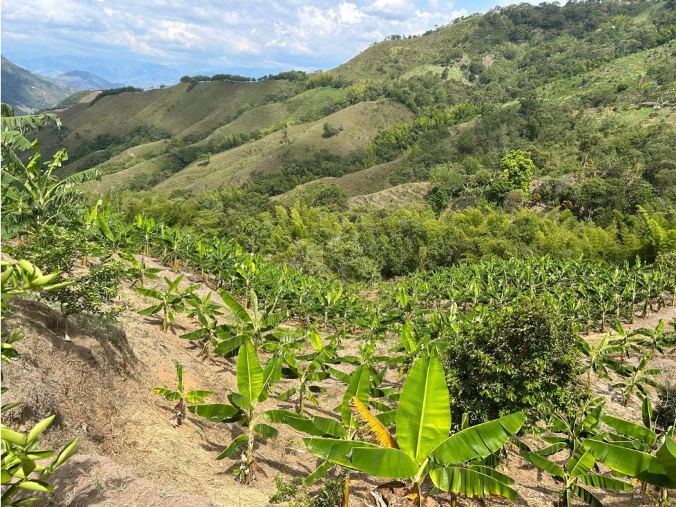 EN VENTA FINCA PRODUCTORA EN ANSERMA CALDAS - 1