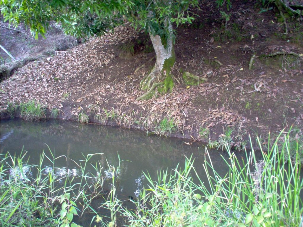 EN VENTA LOTE CAMPESTRE EN CERRITOS PEREIRA — foto 4