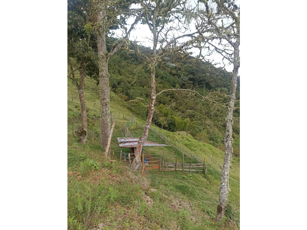 EN VENTA FINCA DE 35 HECTÁREAS EN ROLDANILLO VALLE - 3