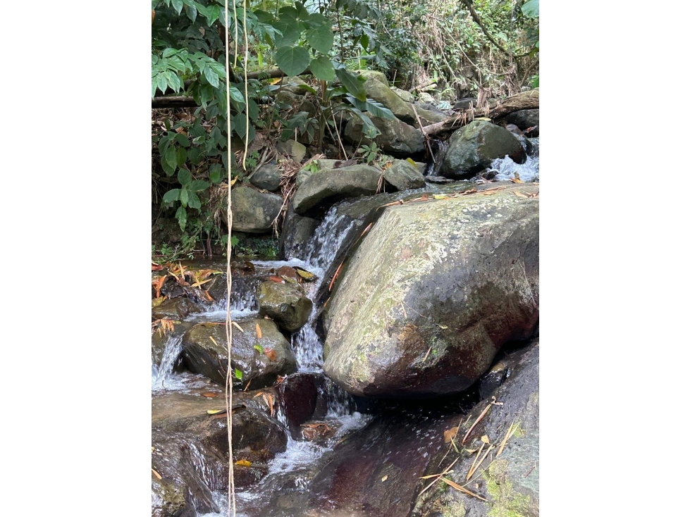 EN VENTA FINCA PRODUCTORA EN ANSERMA CALDAS - 5