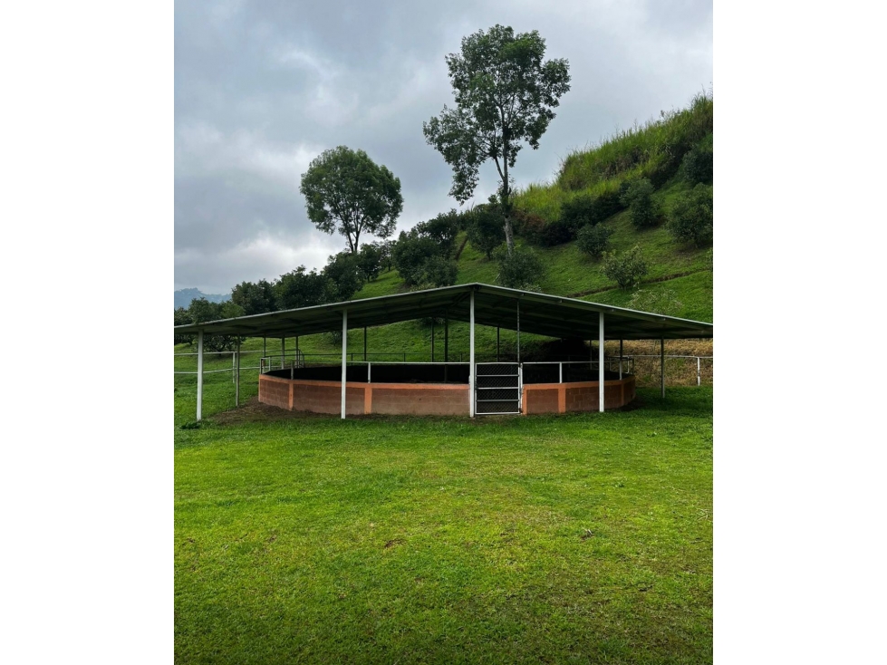 EN VENTA FINCA GANADERA Y/O DE CULTIVO EN LA FLORIDA PEREIRA — foto 6