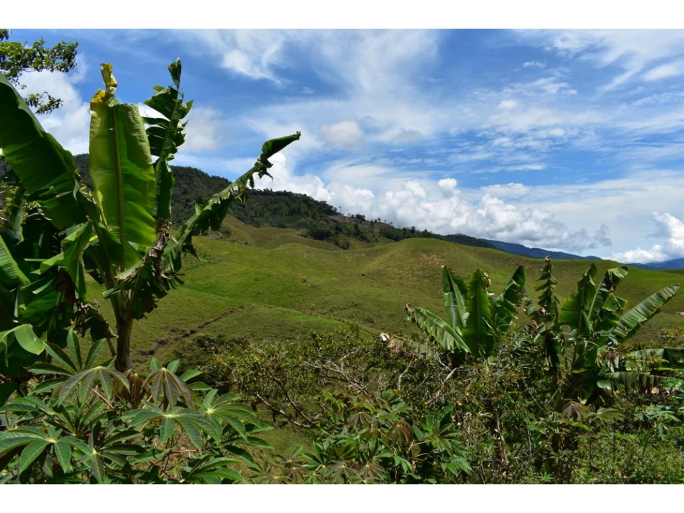 EN VENTA FINCA EN PUEBLO RICO RISARALDA - 4