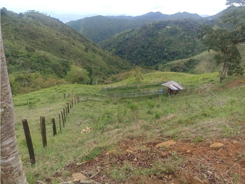 EN VENTA FINCA DE 35 HECTÁREAS EN ROLDANILLO VALLE - 4
