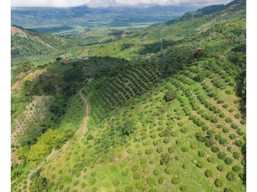 EN VENTA FINCA EN VEREDA PALMA LA VIRGINIA - 5