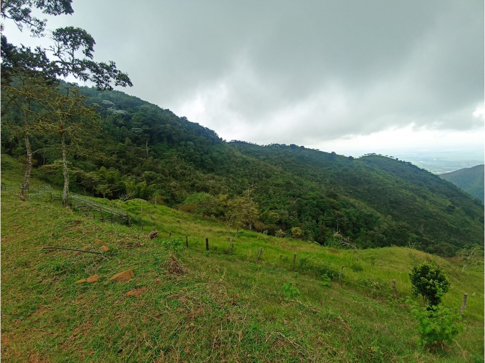 EN VENTA FINCA DE 35 HECTÁREAS EN ROLDANILLO VALLE - 5