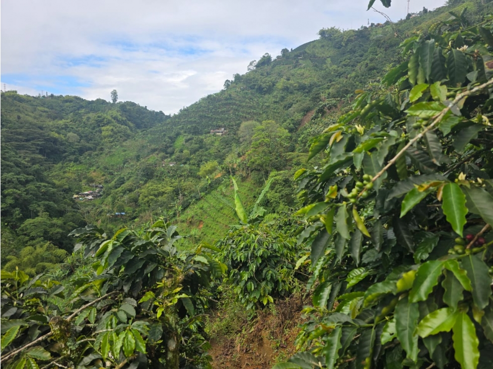 EN VENTA FINCA CAFETERA EN LA FLORIDA PEREIRA