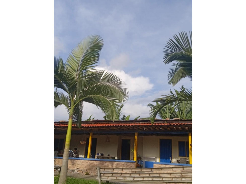 EN VENTA FINCA PRODUCTORA EN ANSERMA CALDAS - 4