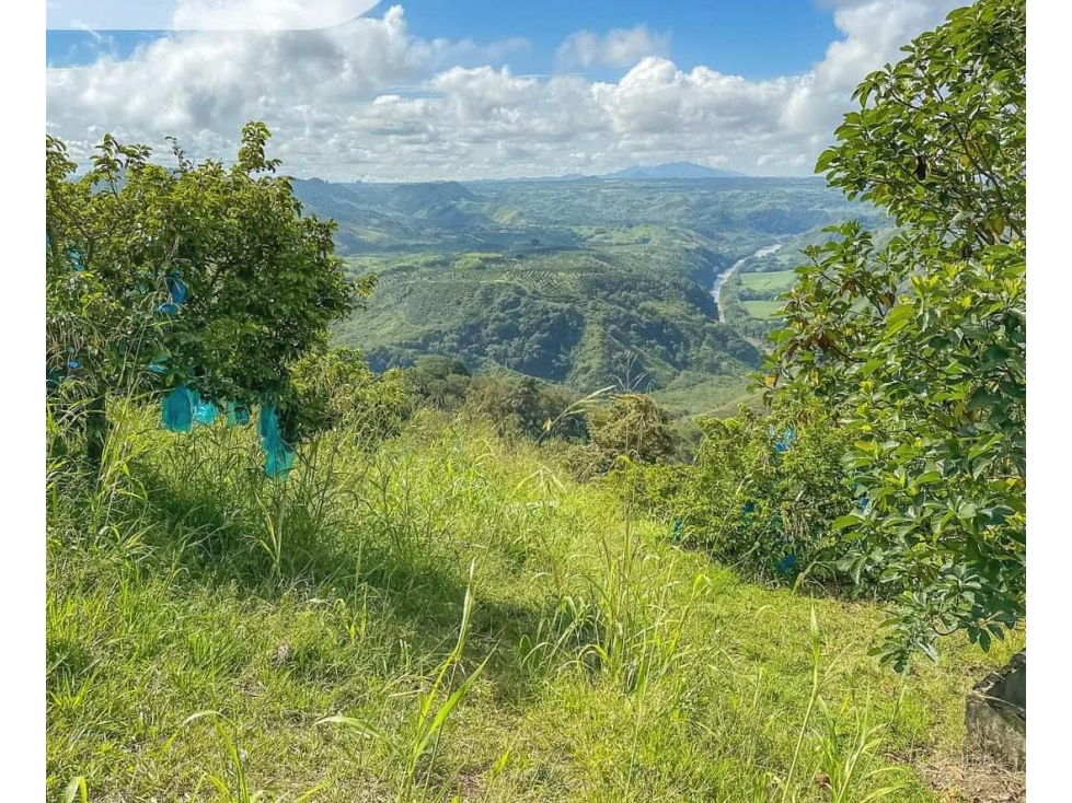 EN VENTA FINCA EN VEREDA PALMA LA VIRGINIA - 6