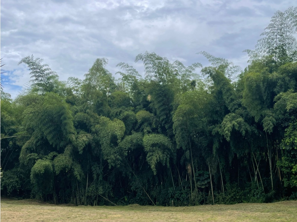 EN VENTA LOTE EN CONDIMINIO CAMPESTRE CERRITOS PEREIRA — foto 3