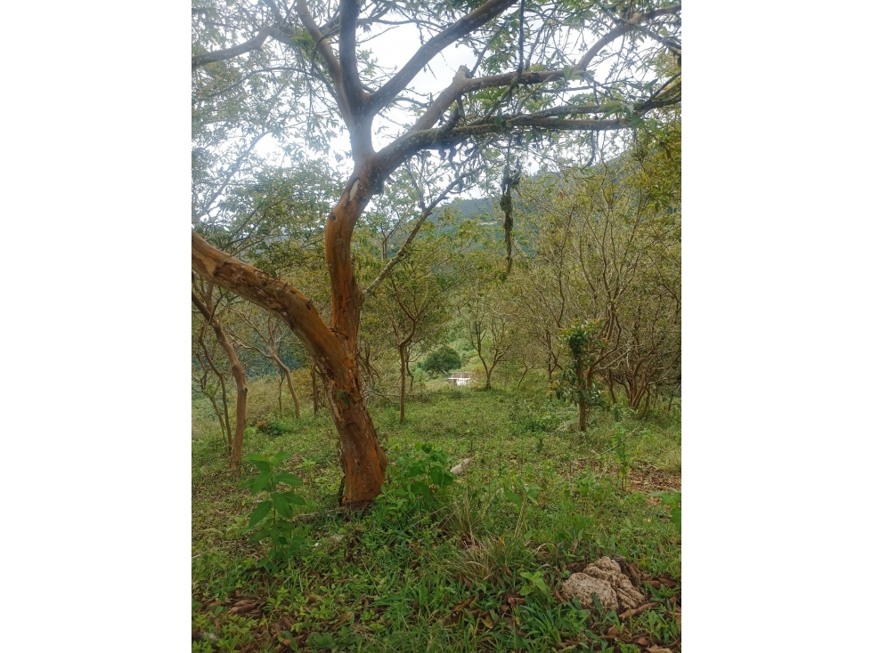 EN VENTA FINCA DE 35 HECTÁREAS EN ROLDANILLO VALLE - 6