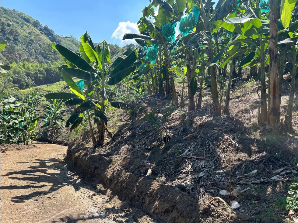 EN VENTA FINCA PRODUCTORA EN ANSERMA CALDAS - 6