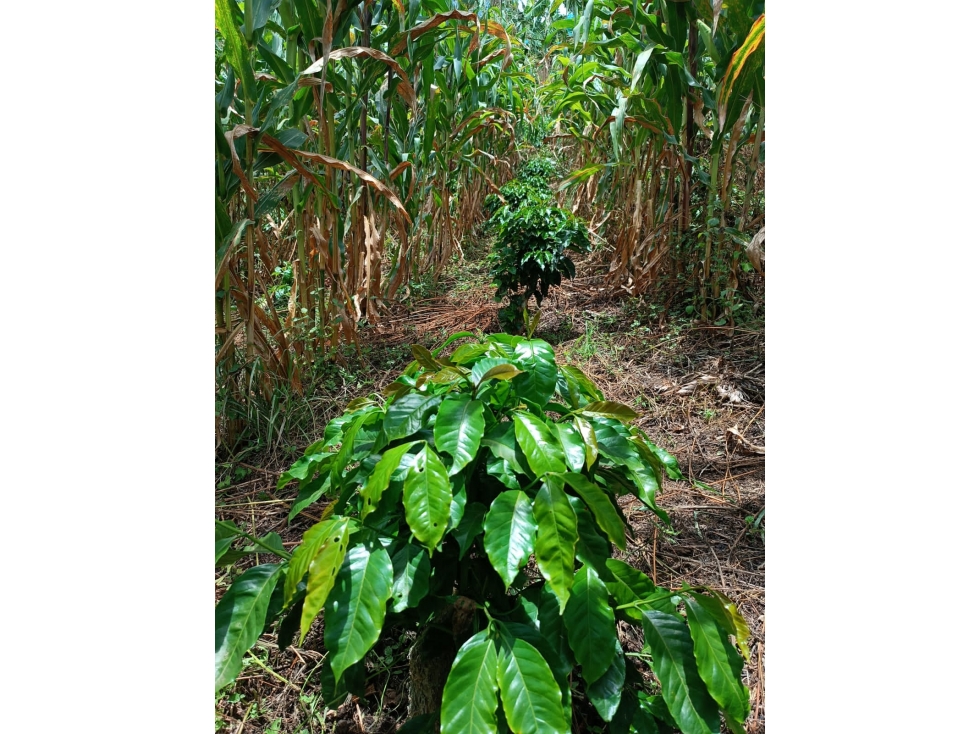 EN VENTA FINCA EN BELEN DE UMBRIA - 3