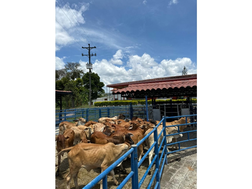 FINCA EN VENTA 7 HAB Y 580 M² EN MORELIA, PEREIRA — foto 3