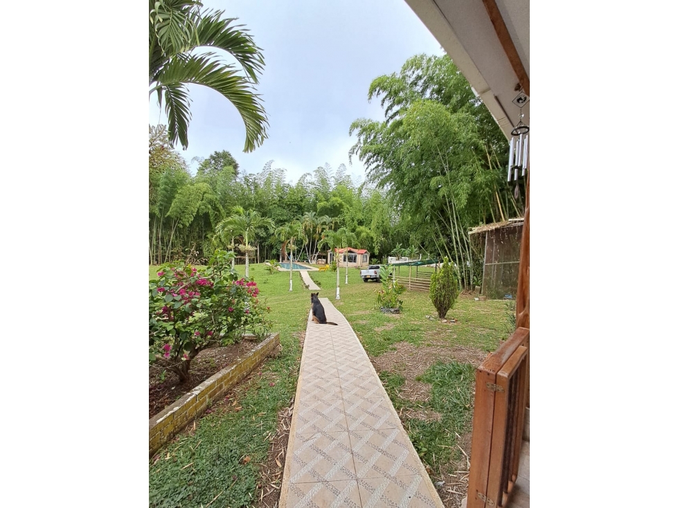 VENDO FINCA PRODUCTORA EN RESTREPO DE 15.700M2(BV)W:10241418 - 2