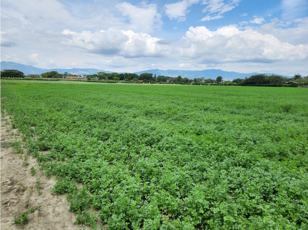 VENDO LOTE DE 85500M2 EN ROZO PARA PARCELAR FG CW:7341829 — foto 3