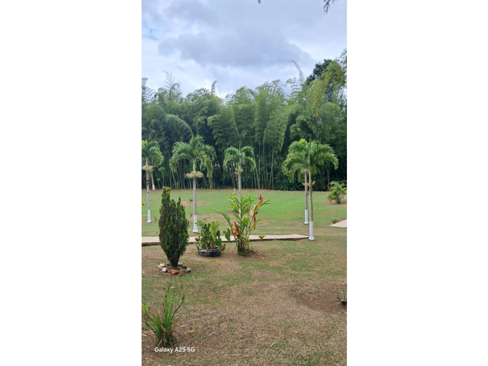 VENDO FINCA PRODUCTORA EN RESTREPO DE 15.700M2(BV)W:10241418 - 4