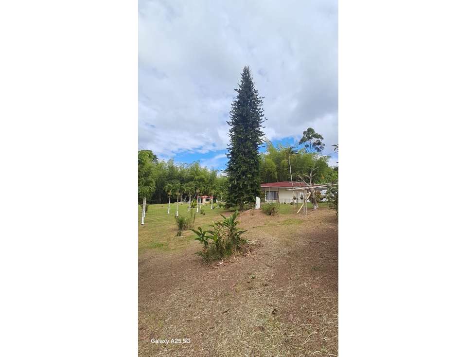 VENDO FINCA PRODUCTORA EN RESTREPO DE 15.700M2(BV)W:10241418 - 5