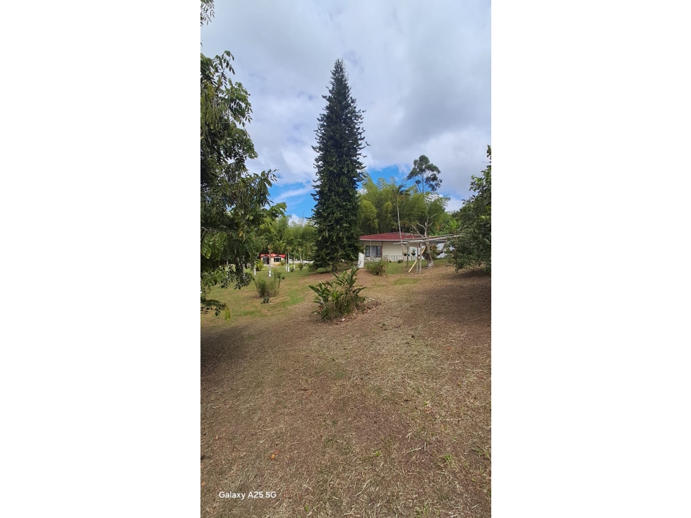 VENDO FINCA PRODUCTORA EN RESTREPO DE 15.700M2(BV)W:10241418 - 6