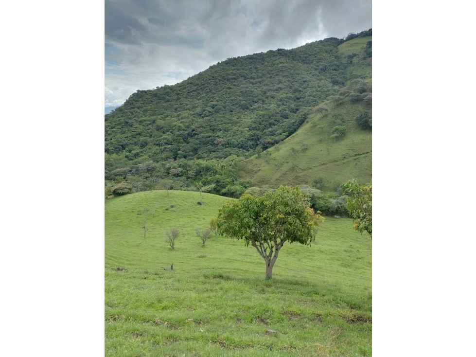 Venta de Lote San Jeronimo vereda Quimbayo - 1