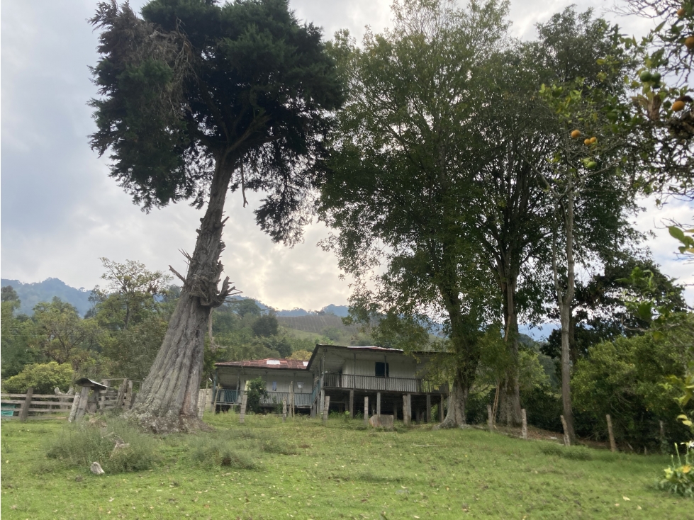 IBAGUÉ / FINCA CAFETERA EN VENTA/VEREDA LAURELES/COCORA - 3